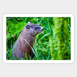 Groundhog in the Grass Photograph Sticker